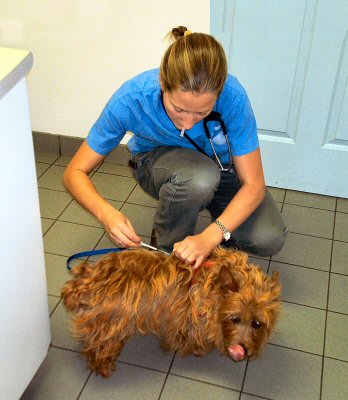 Dr. Kim Beare injects Kumbi with Cartrophen