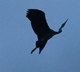 Mr. Heron hears Wifey's call