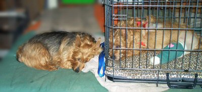 Kwali attends to Kumbi when he is in pain