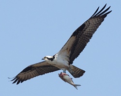 Mr. Osprey returns with groceries