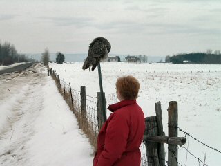 Person steps closer. Owl grooms.