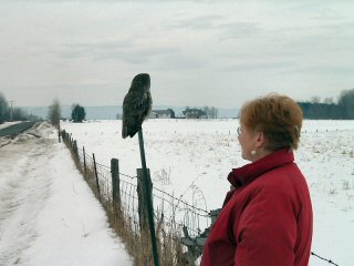 Great Grey Owl looks away from person
