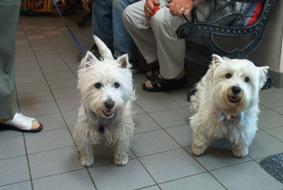 Robbie and Fancy, two Westies