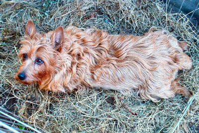 Kumbi Rests in the Potty Pen