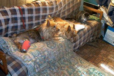 Kwali RedLeg, Kumbi and Prancy on couch