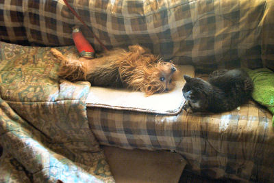 Prancy watches over Kwali RedLeg
