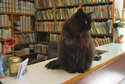 Sam, Saseenos Vet Services WatchCat