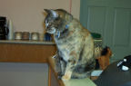 Torby Cat