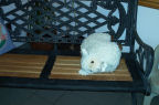 Stuffed Sheep Waits