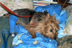 Kwali on Blue Bed Quilt