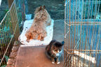Kumbi and Prancy check the Front Stoop