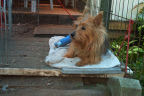 Kwali checks the Front Stoop