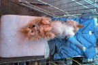 Kwali Relaxes in Front Stoop Pen