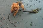 Kwali's Happy Memories: drag seaweed