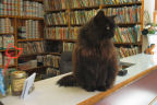 Sam, WatchCat for Saseenos Veterinary Services