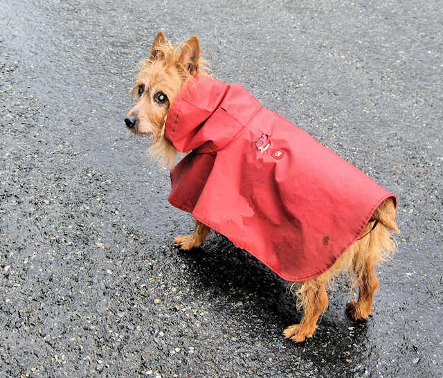 Kumbi's current poncho