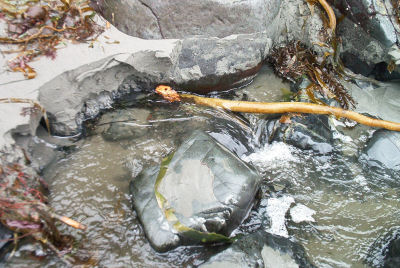 Kelp in Creek