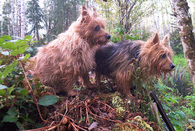 Kumbi and Kwali search for a new dog
