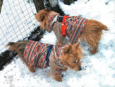 Kwali and Kumbi in winter coats