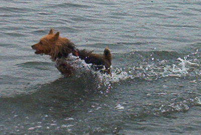 I Herd Kelp!