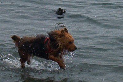I Herd Kelp!
