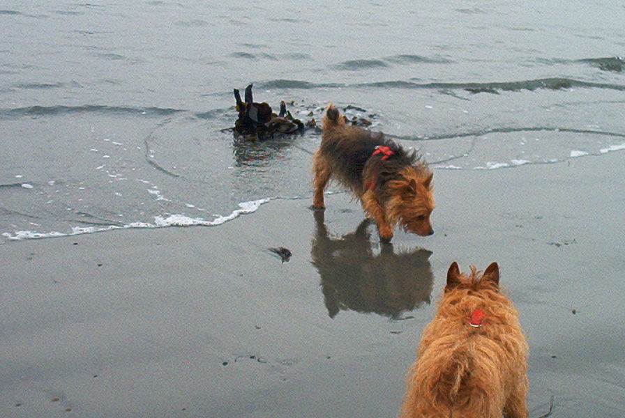Enough Kelp!