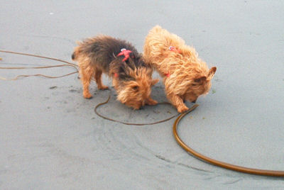 I Share My Kelp!