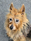Kwali Corazon Houdini Porcupine Twinkletoes