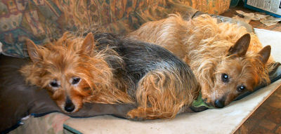 Kwali and Kumbi, resting, have one eye on things