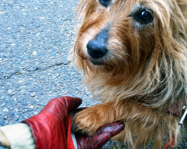 Kwali's paw lies on my hand