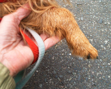 Kumbi's paw relaxes despite my hold