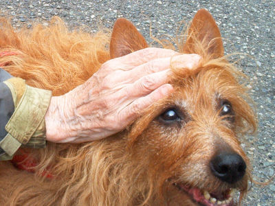 Lay one hand gently on Kumbi's head