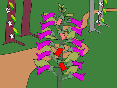 Field Guide to the Needle Cap Bush