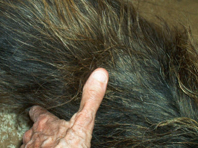 Rub site to check for runaway insulin