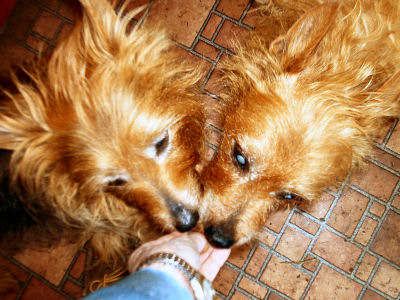 Give the dog a tiny treat or two