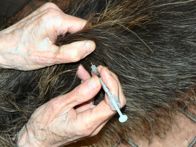 Close-up of placing needle