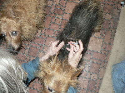 Mummy! Wrong Dog!