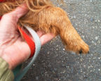 I lay my thumb over Kumbi's paw