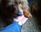 Kwali licks my hand; her paw in mine