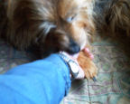 Let thumb hold paw