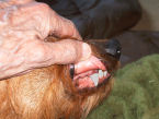 Holding the lip up against the upper jaw